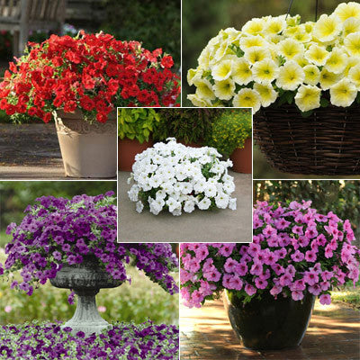 Petunia Easy Wave Primary Colors Collection F1 - Harris Seeds