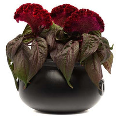 Celosia Dragon S Breath Harris Seeds