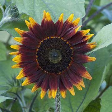 Sunflower Buttercream F1 Seed – Harris Seeds