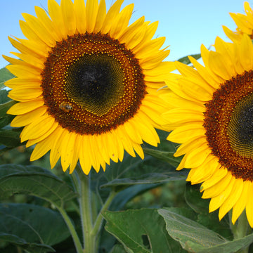 Sunflower Rayo De Sol F1 Seed – Harris Seeds