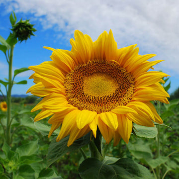 Sunflower Seeds - Taiyo - 1/4 Pound, Yellow, Eden Brothers