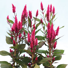 Celosia Dragon S Breath Harris Seeds