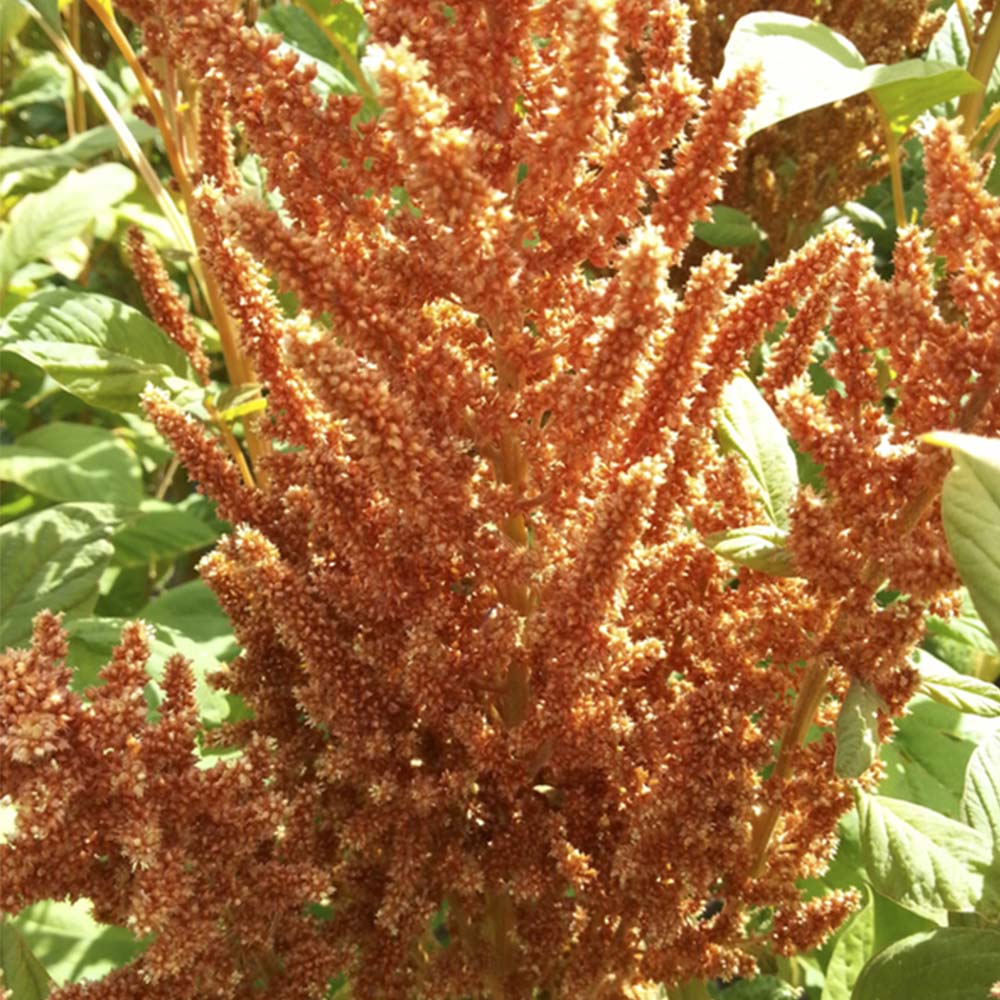 Featured image of post Steps to Make Amaranthus Hot Biscuits