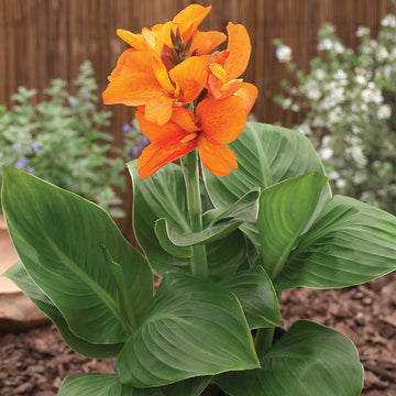 Flower Seeds Canna Lily Seeds - Tropical Bronze Scarlet Canna Flower -  Bonsai Seed Wonderful Foliage 20 Pcs B085 : : Patio, Lawn & Garden