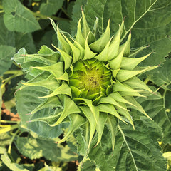 Sunfill Green Sunflower