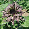 Sunflower SunFill™ Purple F1 Seed - RAW / 250 seeds / UNTREATED