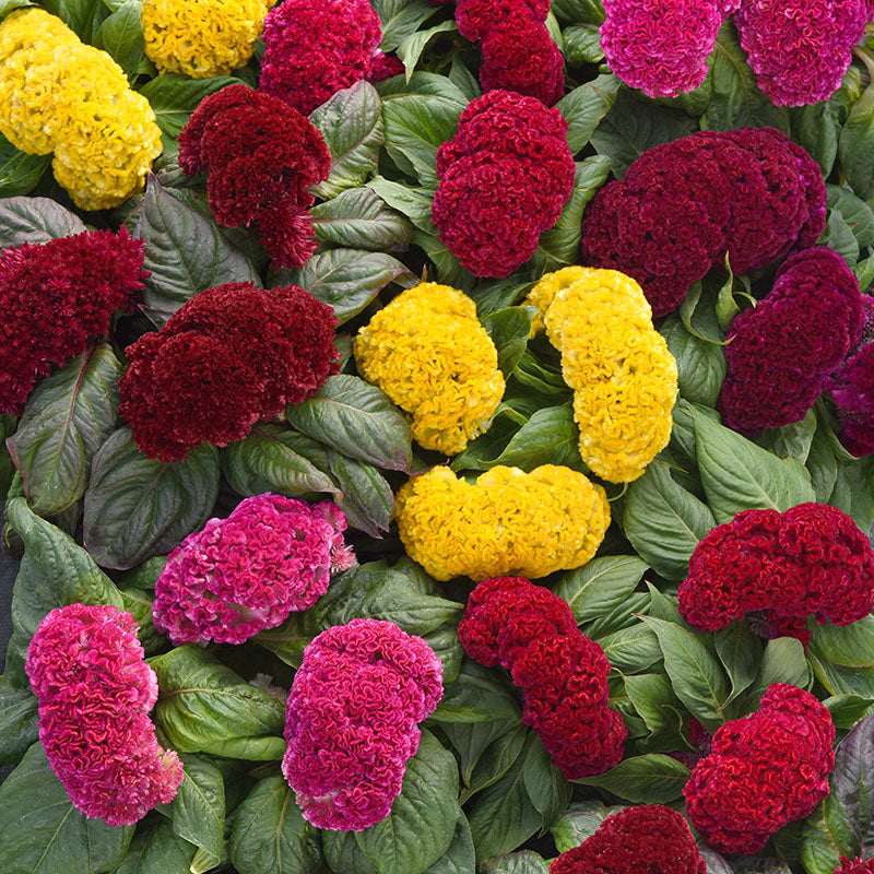 Celosia Concertina Mix Harris Seeds