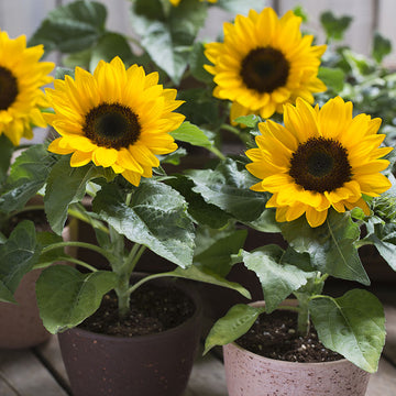 Sunflower Rayo De Sol F1 Seed – Harris Seeds