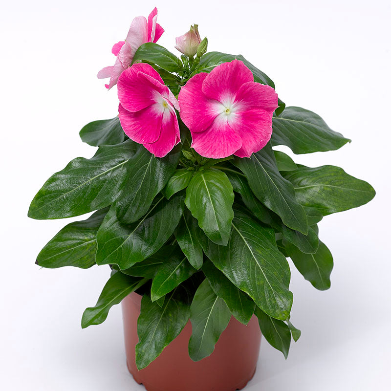  Vinca  Cora XDR Pink  Halo  Harris Seeds