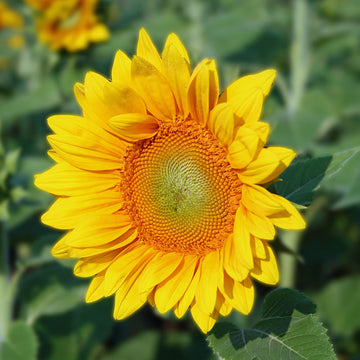 Lime Green Square, Cutie sunflower Wiki