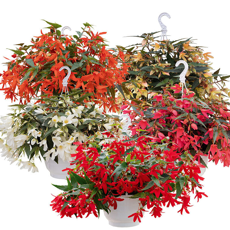 Begonia Groovy Mix F1 Seed – Harris Seeds