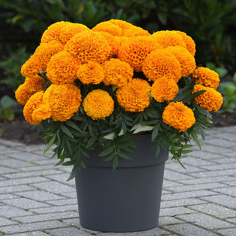 Marigold С†РІРµС‚