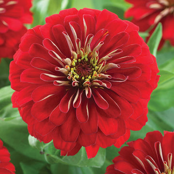 Zinnia Preciosa Rose F1 Seed