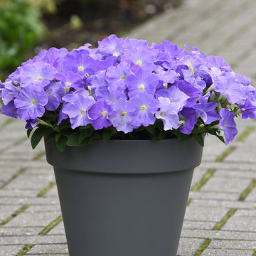 E3 Easy Wave Pink (Petunia/multiflora/pelleted) - Stokes Seeds