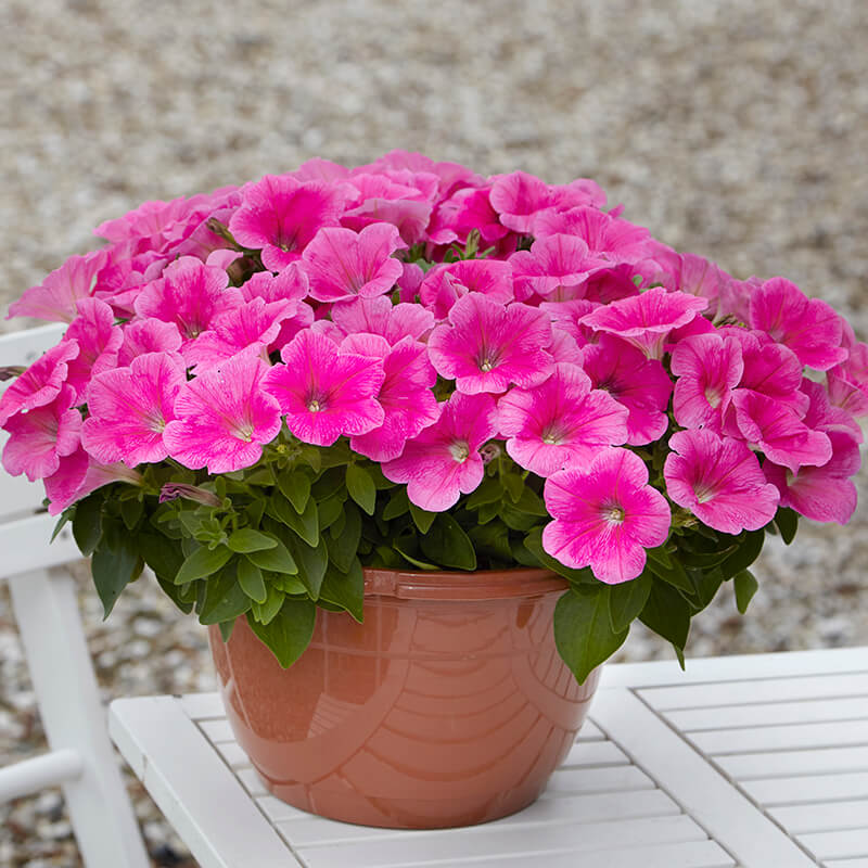 Petunia E3 Easy Wave Pink Cosmo F1 Harris Seeds