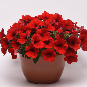 E3 Easy Wave Pink (Petunia/multiflora/pelleted) - Stokes Seeds