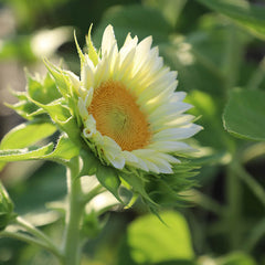 Full Moon Sunflower