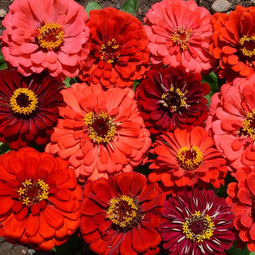 Flower Zinnia Mixed Colors Blushing Bride 200 Non-GMO, Heirloom Seeds