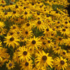 Rudbeckia Goldblitz  Seed - RAW / 25 seeds / NA