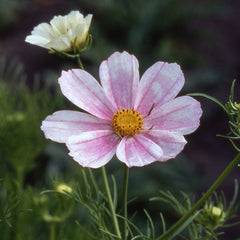 cosmos from seed