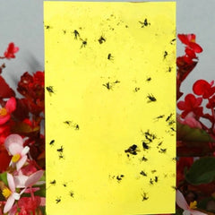 yellow sticky trap for insects