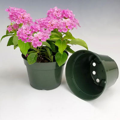 Azalea Pot 4