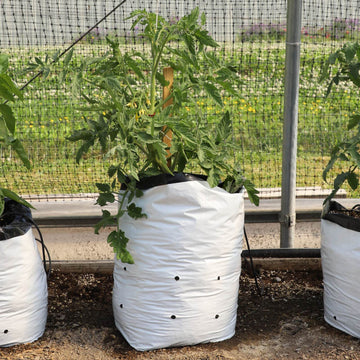 What container plants can grow in a 5-gallon grow bag