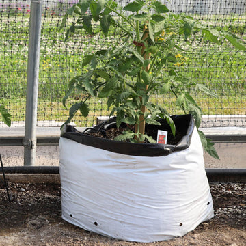 Growing Tomatoes in Grow Bags - YouTube