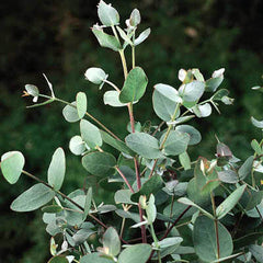 eucalyptus