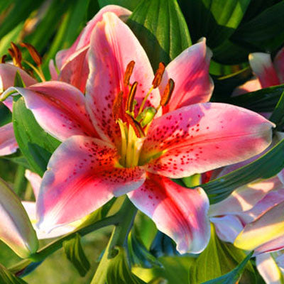 Lily – Harris Seeds