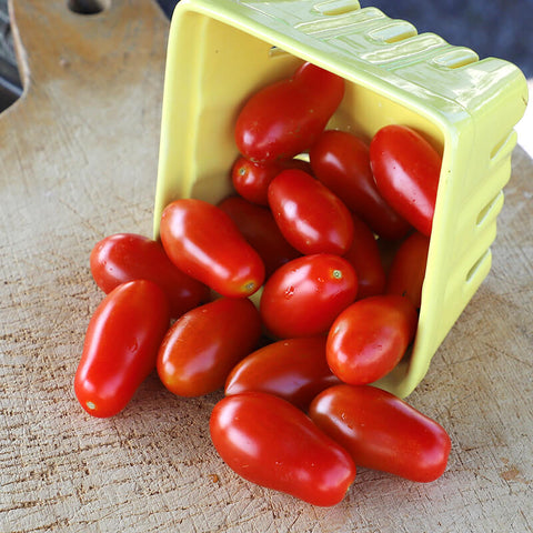 Determinate Slicer Tomato Seeds – Harris Seeds