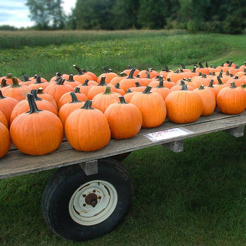 field trip pie pumpkin