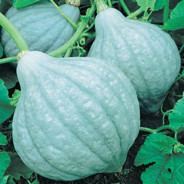 Organic Ornamental Eggplant, Pumpkin On A Stick Eggplant, Pumpkin bush –  The Amazing Seeds