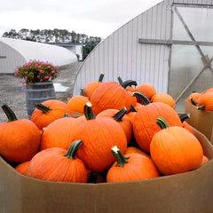 Gladiator pumpkin