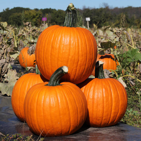 field trip pie pumpkin