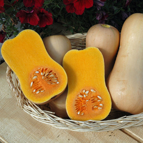 Winter Squash