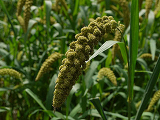 Foxtail millet