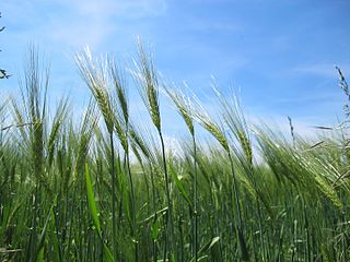 Common barley