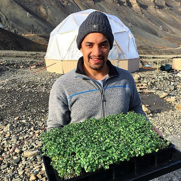 polar vegetables from svalbard