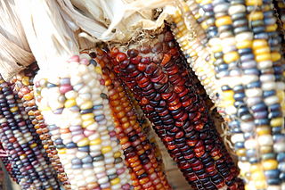 Maize varieties