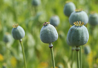 Opium poppy field