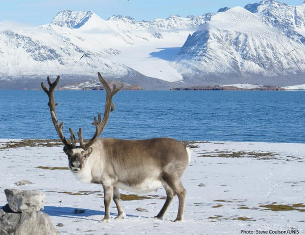 top food from svalbard