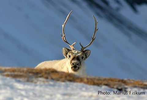 Svalbard reindeer population changing