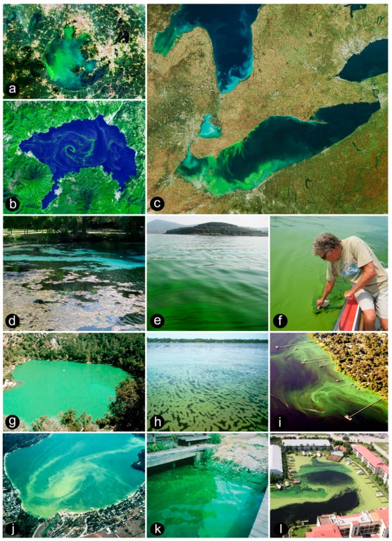 Algae Blooms Seen from Space and Ground Level