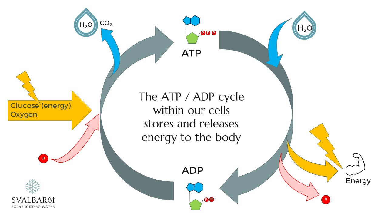 Water in ATP ADT Energy Release Cycle