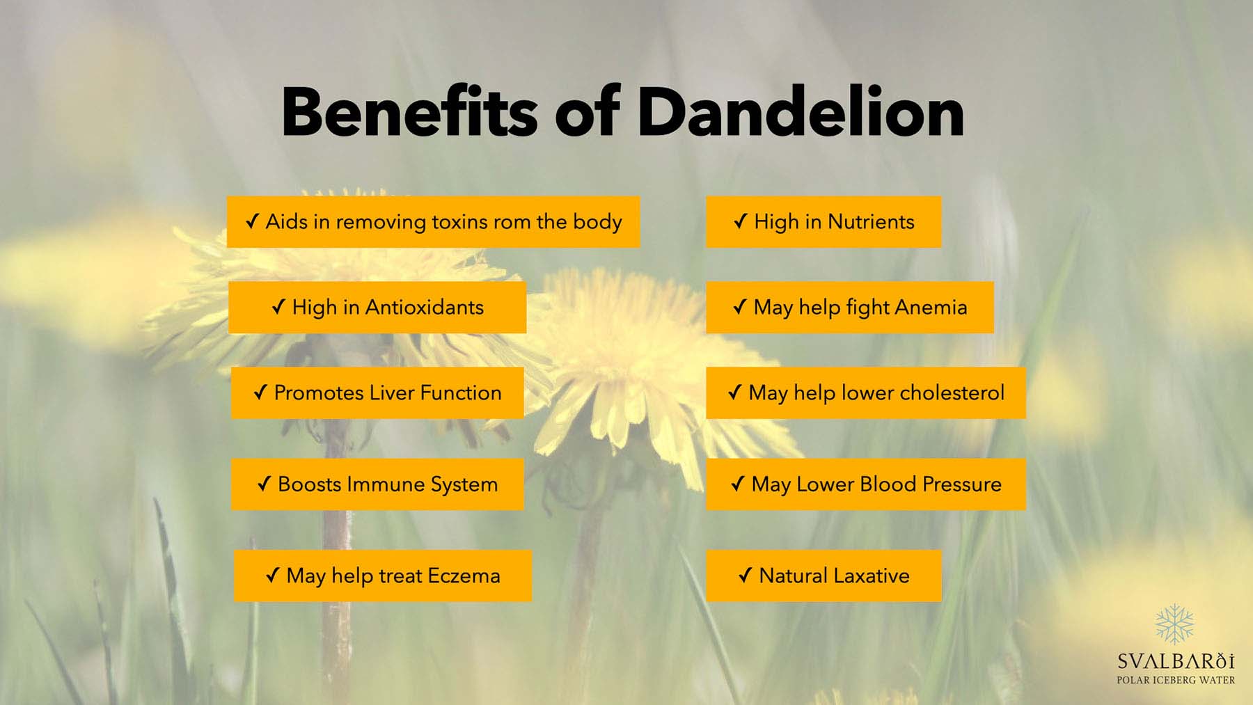 Benefits of Dandelion for Water Retention