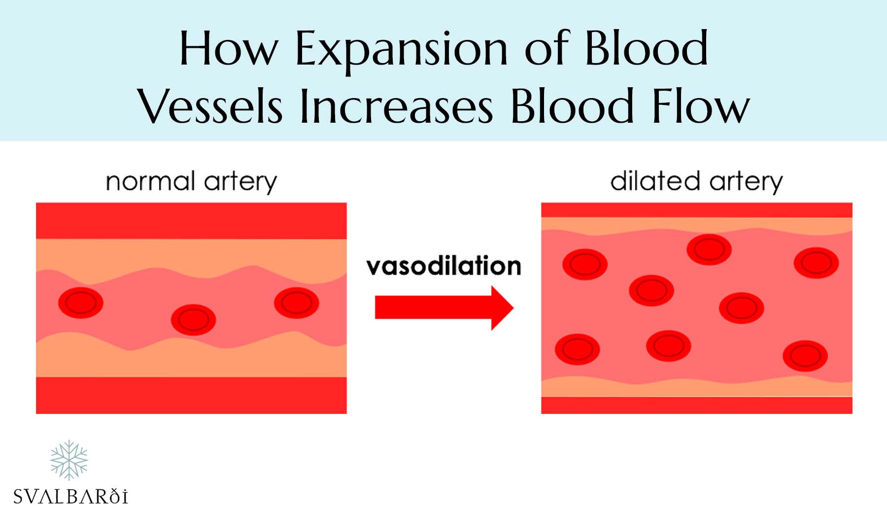 Blood Vessel Expansion Increasing Blood Flow