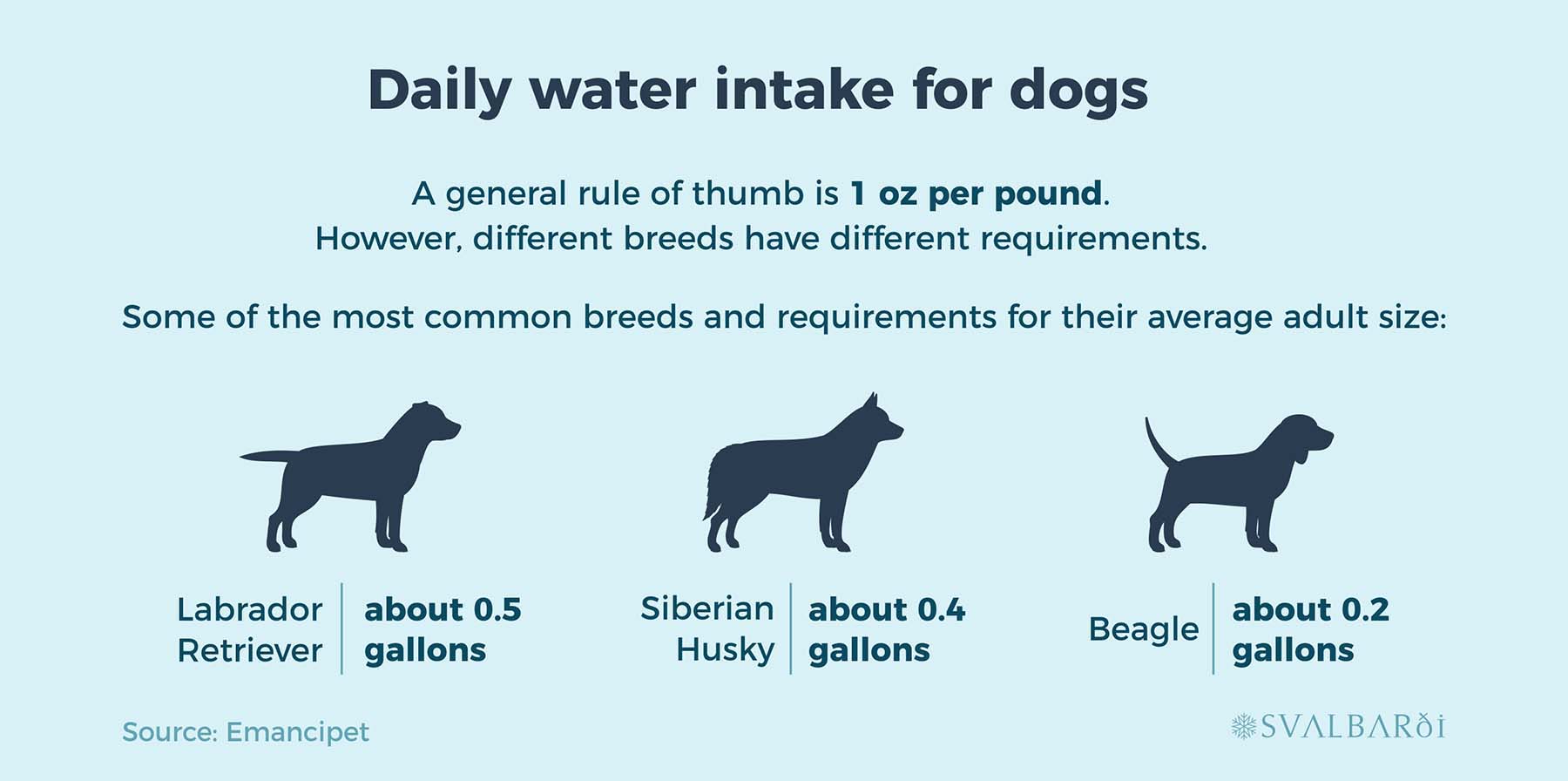 Dog Daily Water Intake