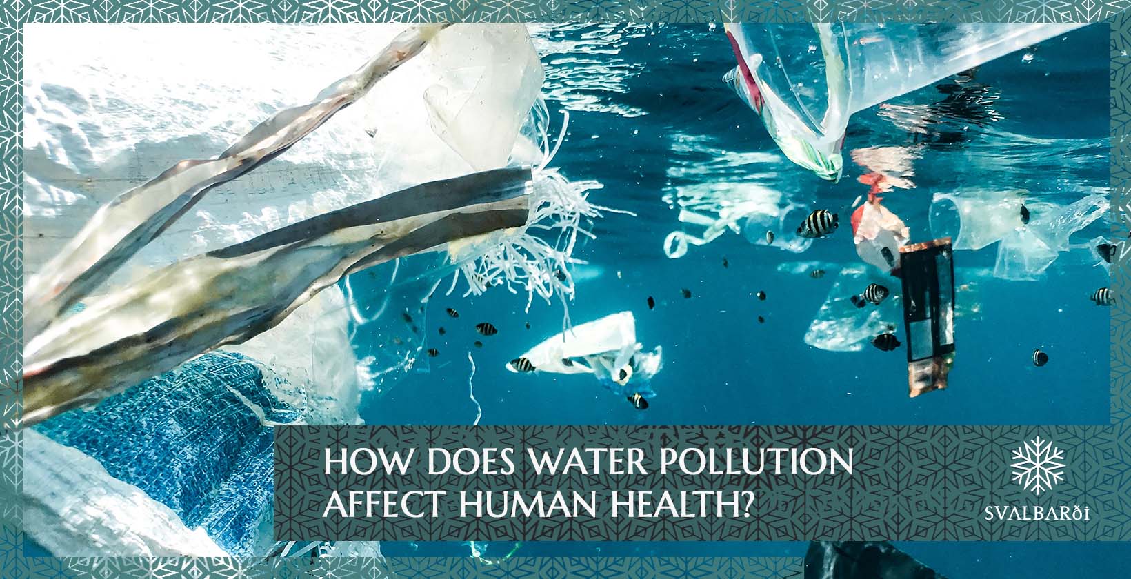 water pollution effects on animals and plants