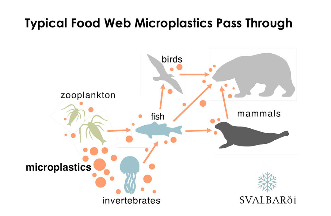 Microplastics Food Web